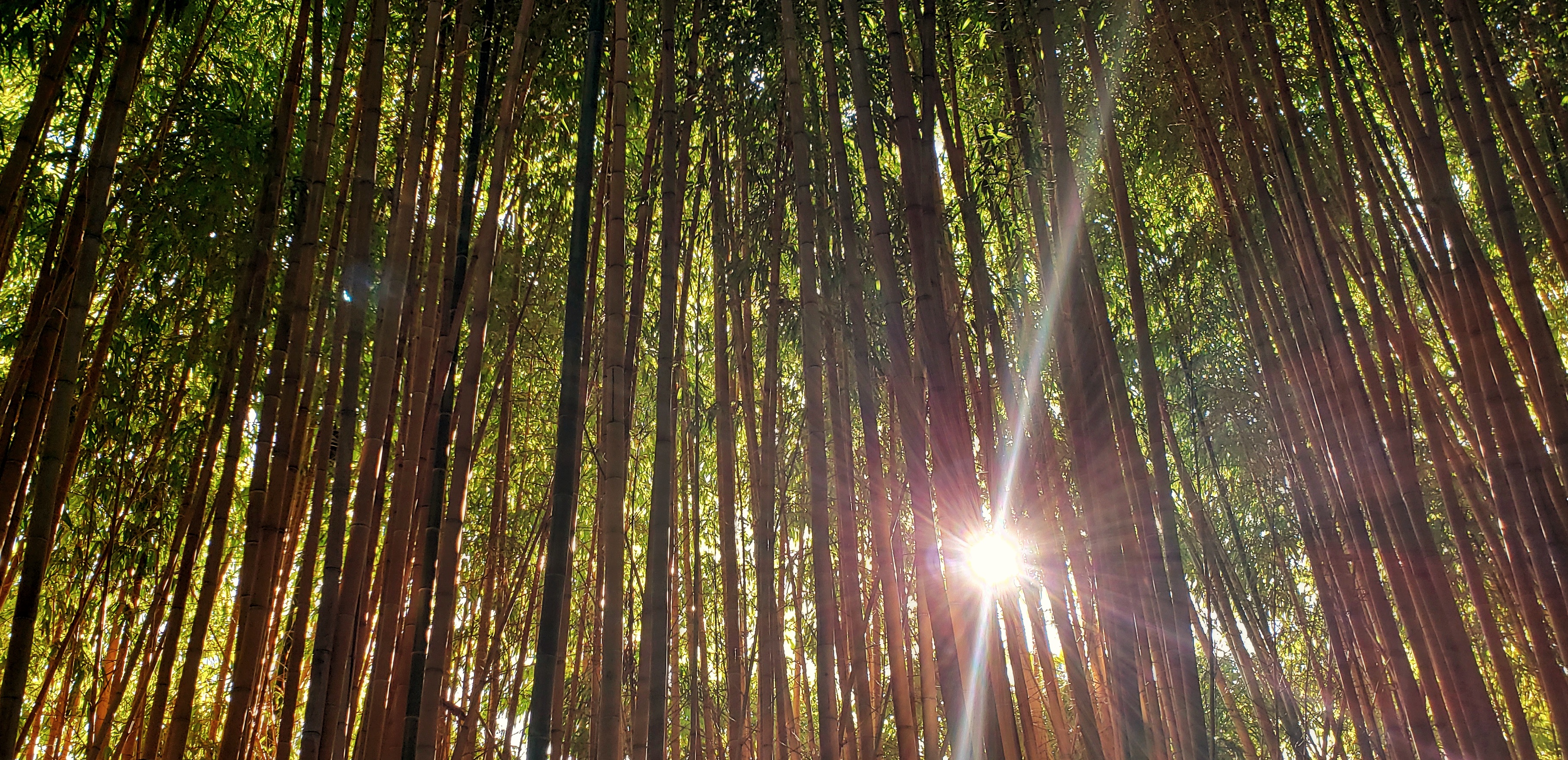 Bamboo Forest