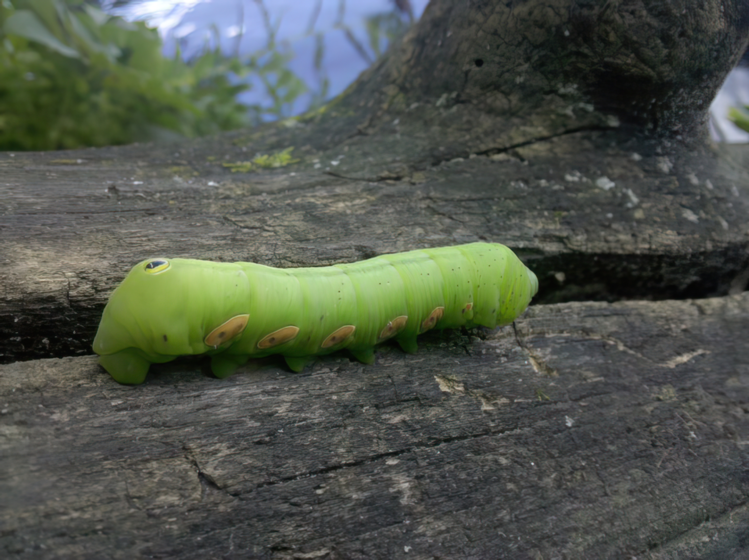 Caterpillar