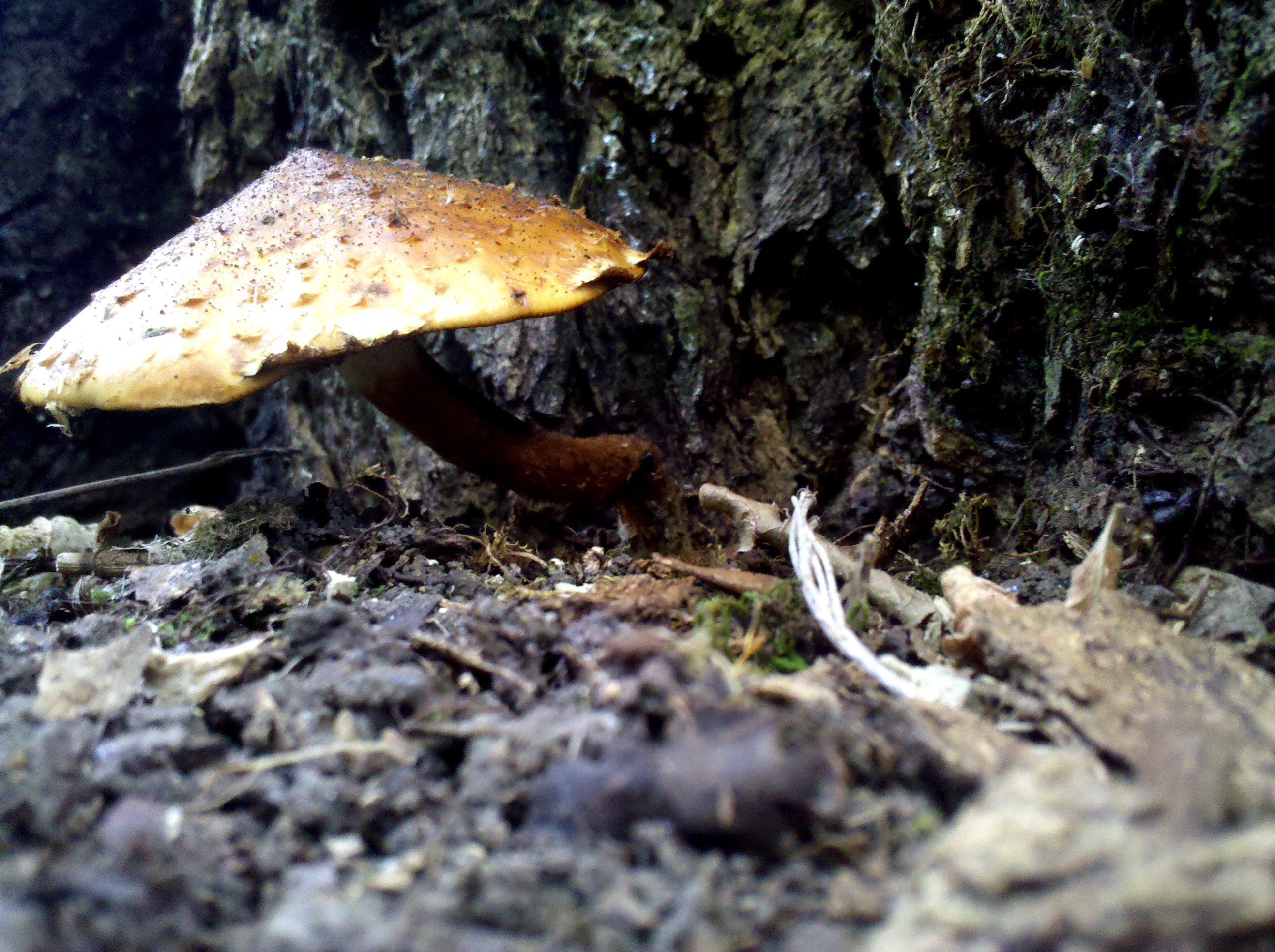 Mushroom 6